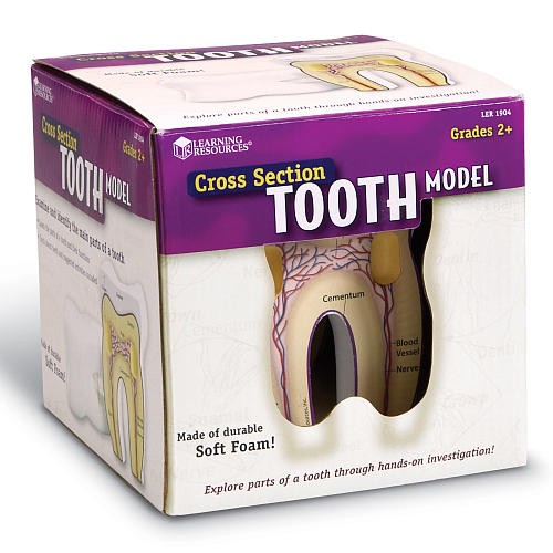 Cross-Section Tooth Model