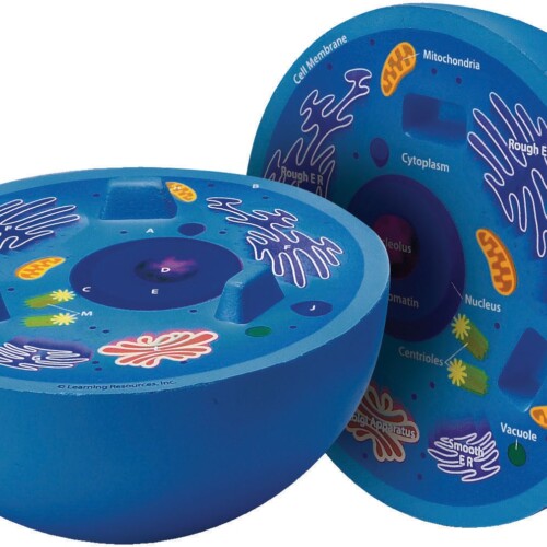 Cross-Section Animal Cell Model