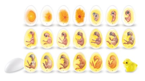 Chick Life Cycle Exploration Set