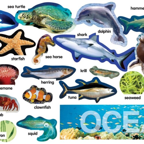 Ocean Plants & Animals