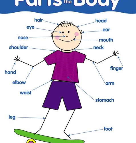 Parts of the body chart