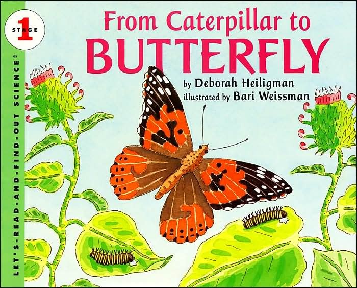 From Caterpillar to Butterfly (Big Book)