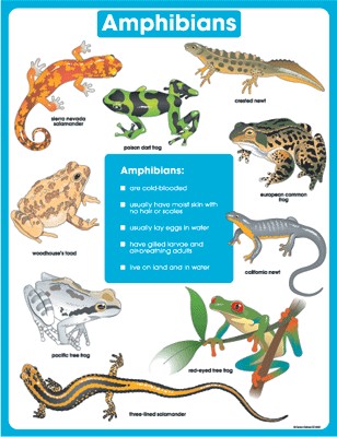 Amphibians CD6387