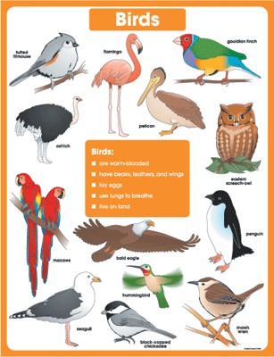 Birds CD6388