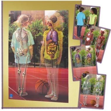 Lenticular Human body poster