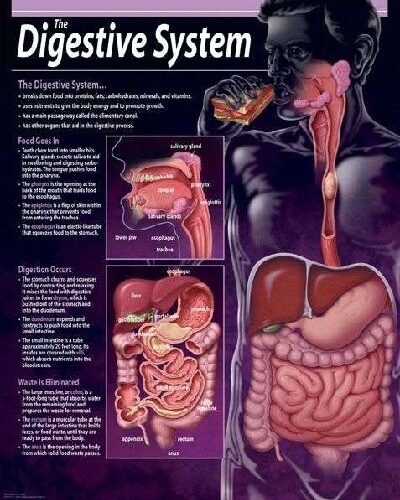 The digestive system