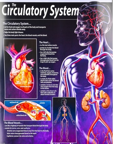 The circulatory system