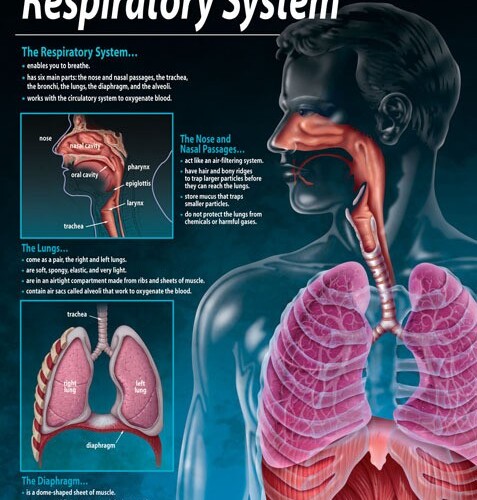 The respiratory system